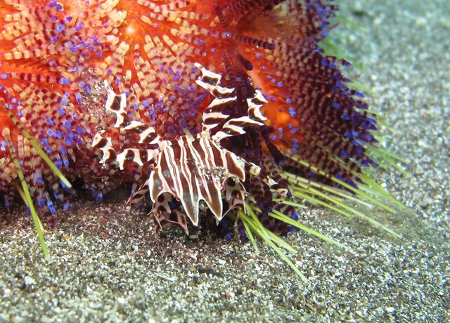 Zebra crab